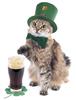 St Patrick's Day cat